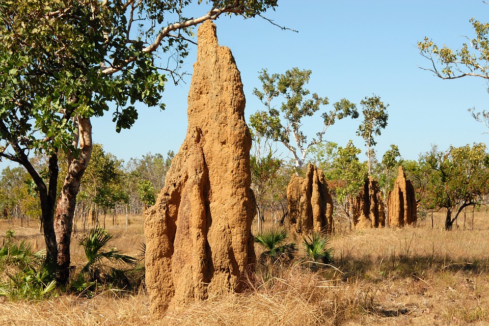 termitiere